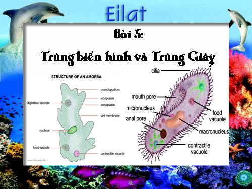 Bài 5. Trùng biến hình và trùng giày