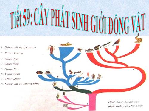 Bài 56. Cây phát sinh giới Động vật