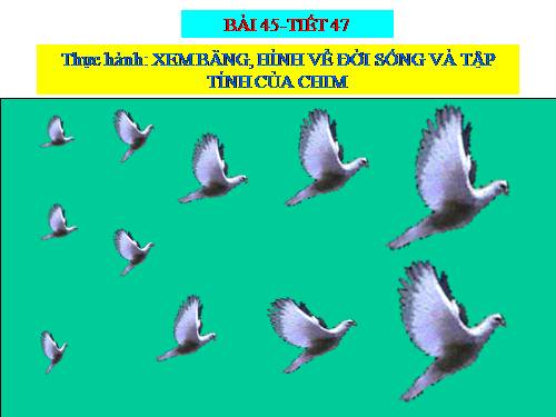 Bài 28. Thực hành: Xem băng hình về tập tính của sâu bọ