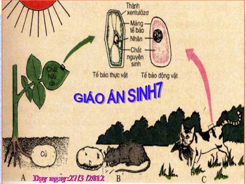 Bài 56. Cây phát sinh giới Động vật