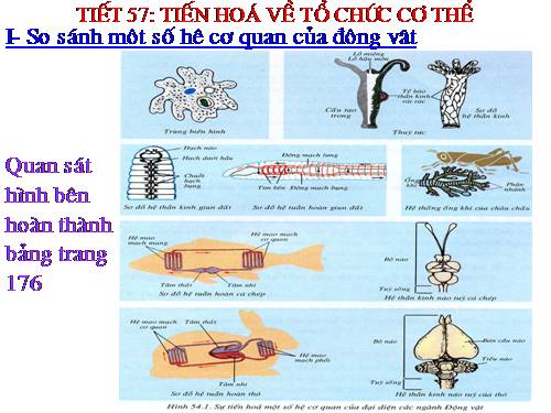 Bài 54. Tiến hoá về tổ chức cơ thể