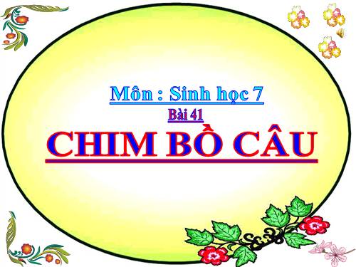 Bài 41. Chim bồ câu