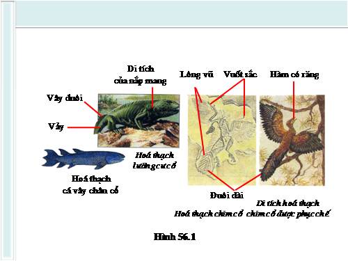 Bài 56. Cây phát sinh giới Động vật