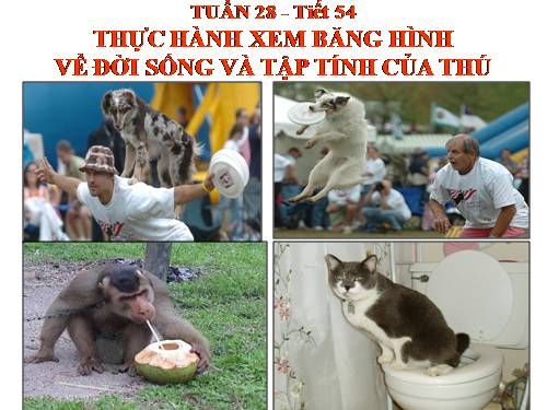 Bài 52. Thực hành: Xem băng hình về đời sống và tập tính của Thú