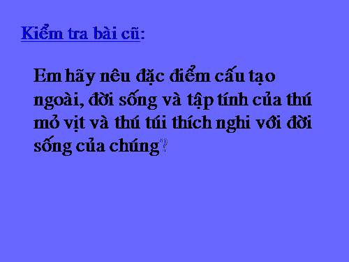 Bài 49. Đa dạng của lớp Thú: Bộ Dơi và bộ Cá voi