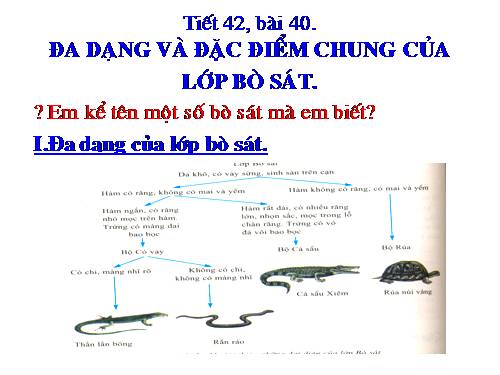 Bài 40. Đa dạng và đặc điểm chung của lớp Bò sát