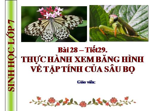 Bài 28. Thực hành: Xem băng hình về tập tính của sâu bọ