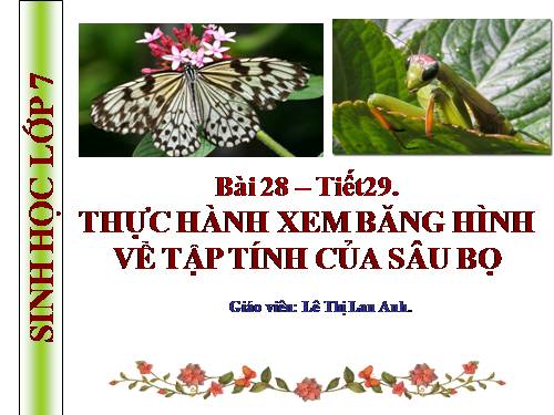 Bài 28. Thực hành: Xem băng hình về tập tính của sâu bọ