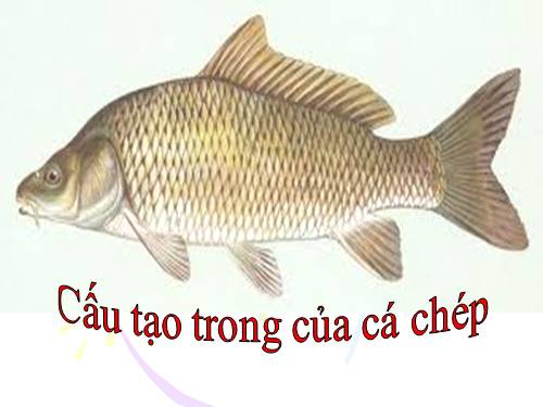 Bài 33. Cấu tạo trong của cá chép