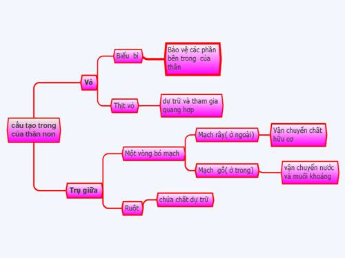 CÁU TẠO TRONG CỦA THÂN NON