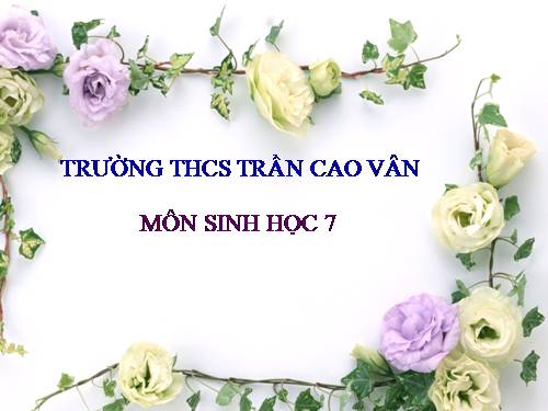 Bài 28. Thực hành: Xem băng hình về tập tính của sâu bọ