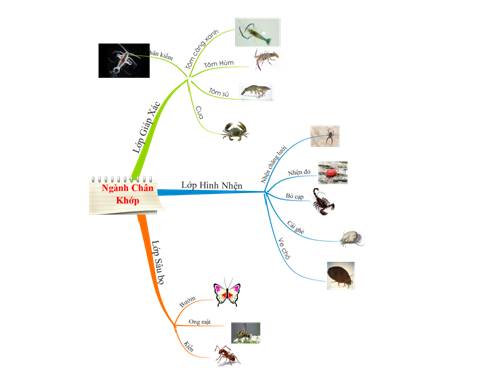 Bài 29. Đặc điểm chung và vai trò của ngành Chân khớp