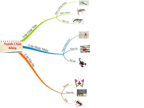 bản đồ tư duy- đặc điểm chung chân khớp