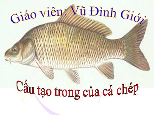 Bài 33. Cấu tạo trong của cá chép