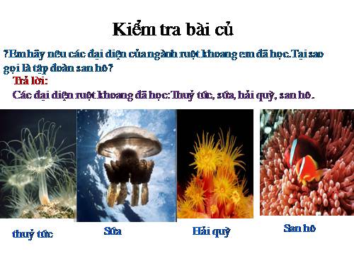 Bài 10. Đặc điểm chung và vai trò của ngành Ruột khoang