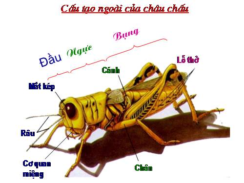 Bài 26. Châu chấu