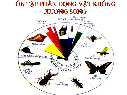 Bài 30. Ôn tập phần I - Động vật không xương sống