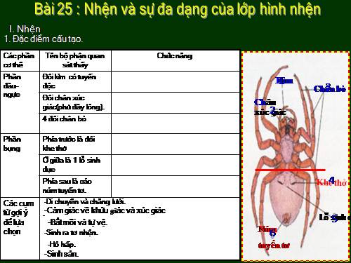 Bài 25. Nhện và sự đa dạng của lớp Hình nhện