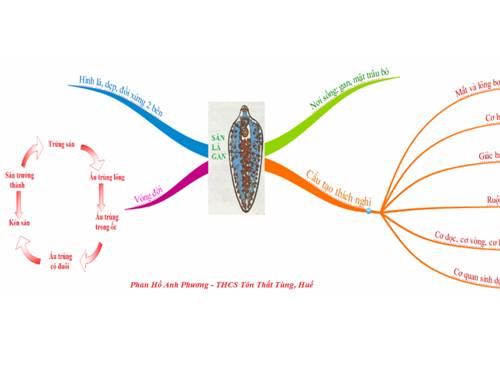 Bản đồ tư duy sán là gan