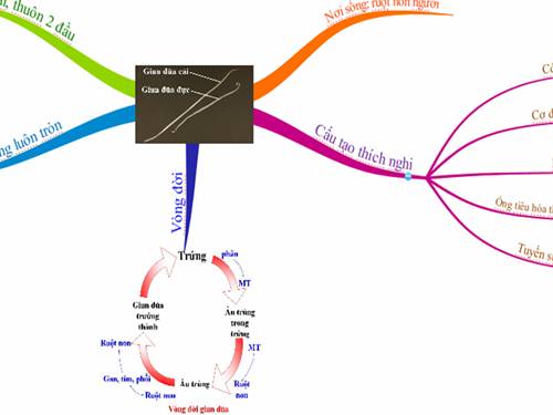 Bản đồ tư duy Giun đũa