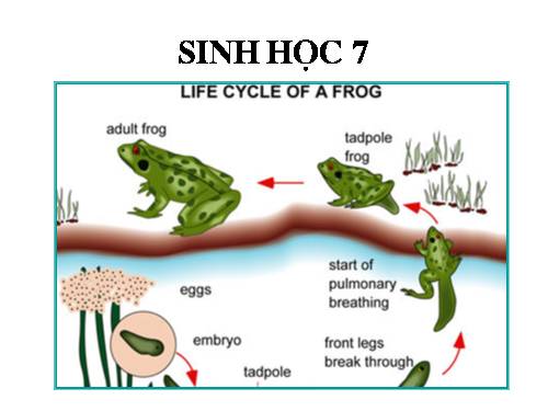 Tiết 63: Ôn tập