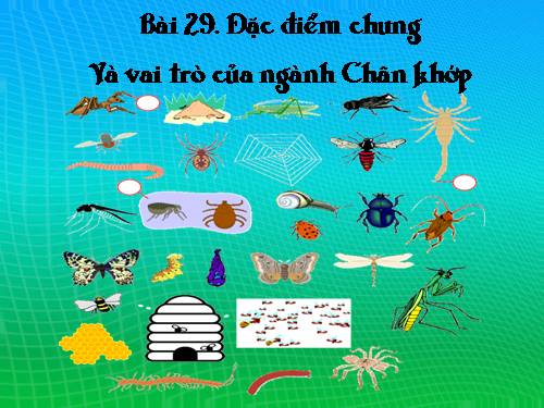 Bài 29. Đặc điểm chung và vai trò của ngành Chân khớp