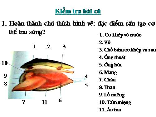 Bài 21. Đặc điểm chung và vai trò của ngành Thân mềm