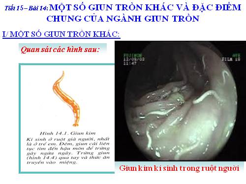 Bài 14. Một số giun tròn khác và đặc điểm chung của ngành Giun tròn