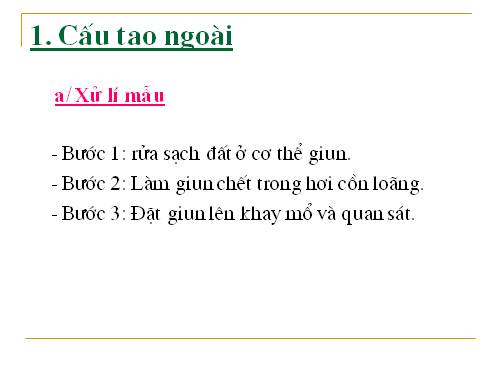 Bài 16. Thực hành: Mổ và quan sát giun đất