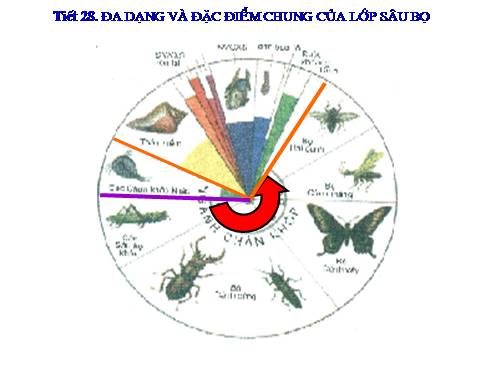 Bài 27. Đa dạng và đặc điểm chung của lớp Sâu bọ