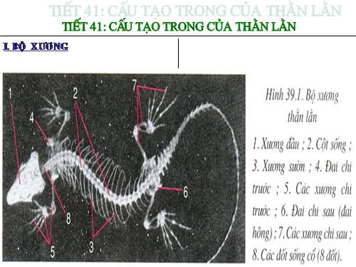 Bài 39. Cấu tạo trong của thằn lằn