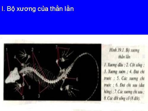 Bài 39. Cấu tạo trong của thằn lằn