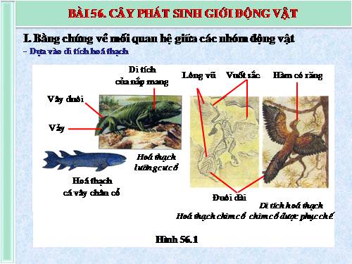 Bài 56. Cây phát sinh giới Động vật