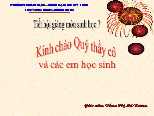 Bài 49. Đa dạng của lớp Thú: Bộ Dơi và bộ Cá voi