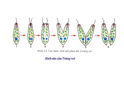 Bài 55. Tiến hoá về sinh sản