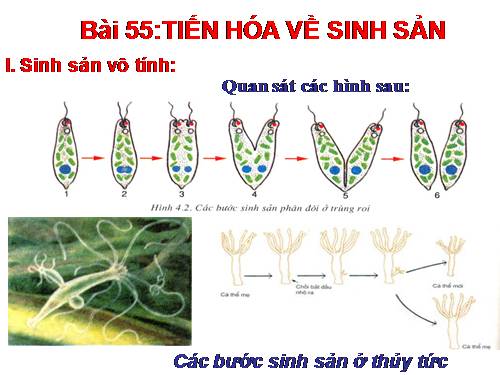 Bài 55. Tiến hoá về sinh sản