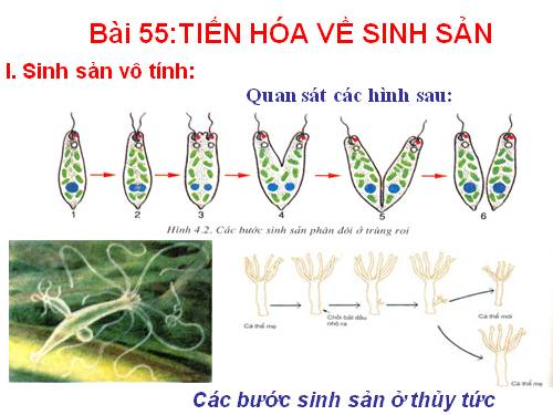 Bài 55. Tiến hoá về sinh sản