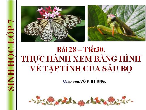 Bài 28. Thực hành: Xem băng hình về tập tính của sâu bọ