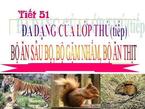 Bài 50. Đa dạng của lớp Thú: Bộ Ăn sâu bọ, bộ Gặm nhấm, bộ Ăn thịt