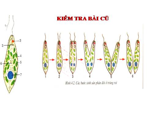 Bài 5. Trùng biến hình và trùng giày