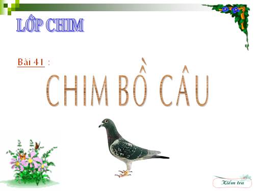 Bài 41. Chim bồ câu