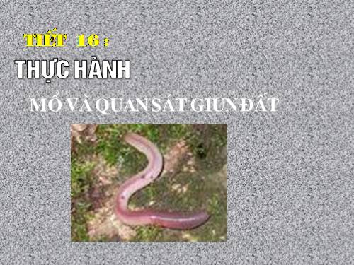 Bài 16. Thực hành: Mổ và quan sát giun đất