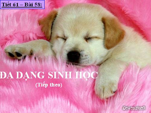 Bài 58. Đa dạng sinh học (tiếp theo)