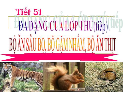 Bài 50. Đa dạng của lớp Thú: Bộ Ăn sâu bọ, bộ Gặm nhấm, bộ Ăn thịt