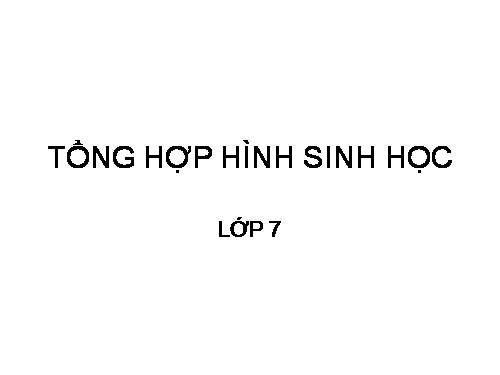 TỔNG HỢP HÌNH SINH 7