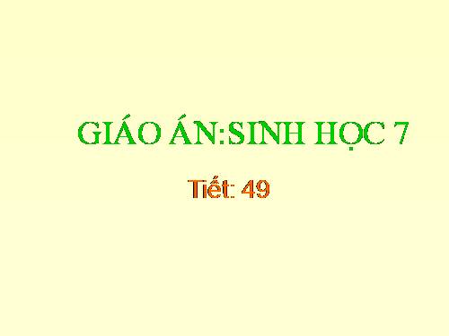 Bài 49. Đa dạng của lớp Thú: Bộ Dơi và bộ Cá voi