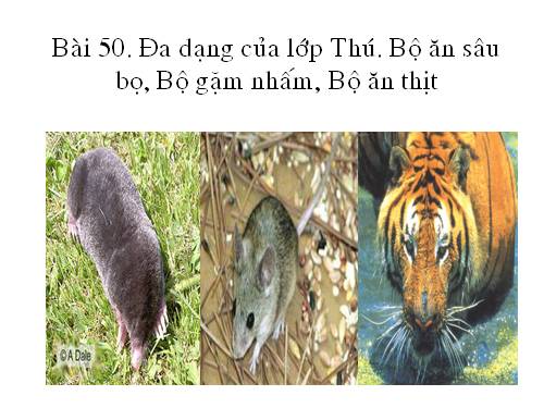 Bài 50. Đa dạng của lớp Thú: Bộ Ăn sâu bọ, bộ Gặm nhấm, bộ Ăn thịt