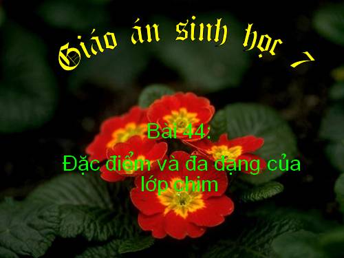 Bài 44. Đa dạng và đặc điểm chung của lớp Chim