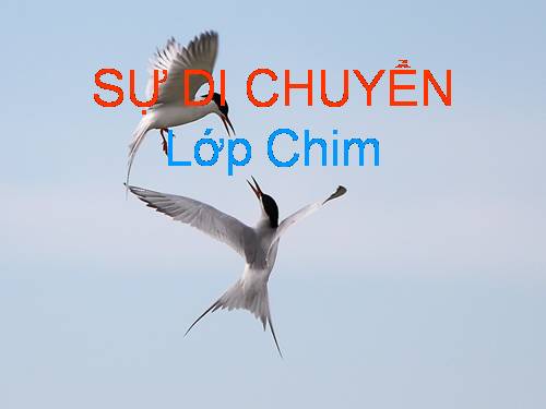 su di chuyen cua lop chim