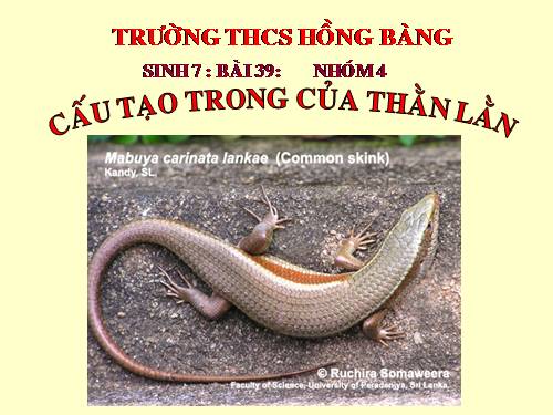Bài 39. Cấu tạo trong của thằn lằn